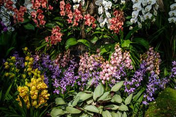 Beautiful various types of flowers botany in blooming in a garden. Natural background concept..