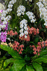 Beautiful various types of flowers botany in blooming in a garden. Natural background concept..