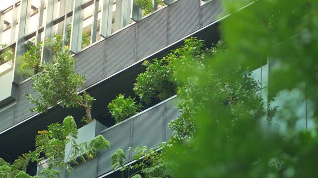 B roll Close-up of green tree with modern building in background &ndash; eco-friendly, sustainable architecture, green design and carbon dioxide reduction concept for urban environment