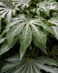 Closeup of foliage of Fatsia japonica 'Spider's Web' in a garden in early summer