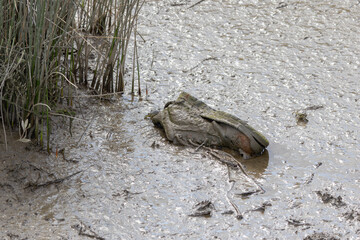 Old shoe polluting mud in a wetland area