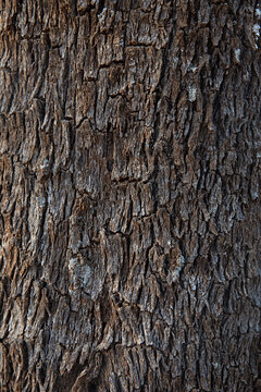Close up of bark on a tree