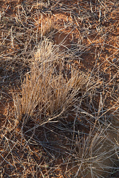 Close up of native grass in Australia, foraged as food for kangaroos
