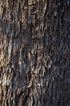 Close up of bark on a tree