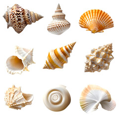 Collection of Various Seashells on Black Background