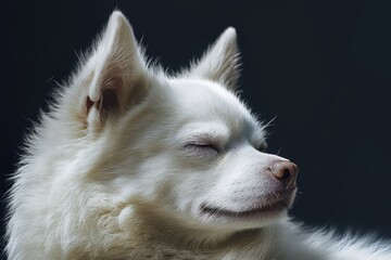 Fototapeta premium Thinking Dog. Young Cute Thai White Dog with Abnormal One Eye