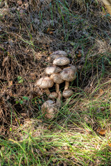 A bunch of mushrooms among grass and old leaves in woods