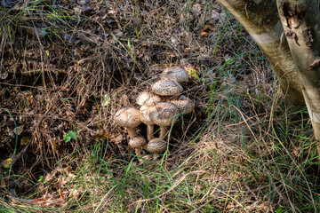 A bunch of mushrooms among grass and old leaves in woods