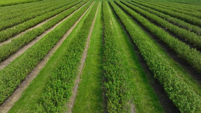 4K Drone Shot Over Plantations of Hazelnut or other bushy agroculture. Hazelnut trees agriculture cultivation field aerial view