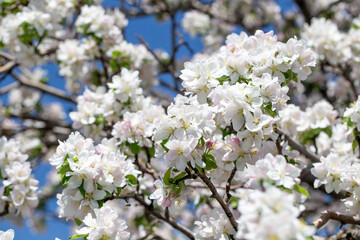 Springtime apple blossoms glowing in sunlight under bright blue sky.
