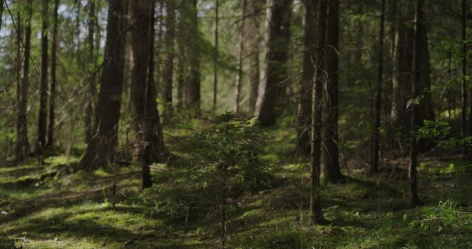 Romania Carpathian Mountains - 4K ProRes 422 HQ slog Sony FX6 Cine EI - Color - 5