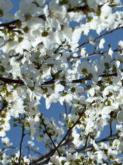 Flowering twigs floating in the calm blue atmosphere, highlighting seasonal transformation.