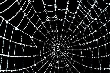 Dewdrops on a Spiderweb at Dawn: Nature's Intricate Design