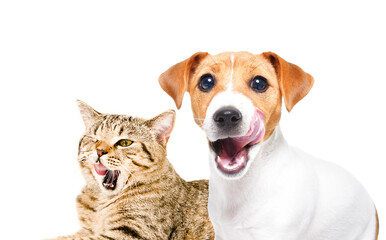 Portrait of licking cat scottish straight and jack russell terrier together isolated on white background