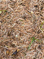 Dry fallen pine needles on forest floor