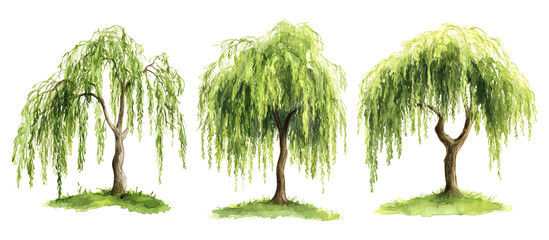 Watercolor painting of three weeping willow trees with lush green leaves isolated on transparent background