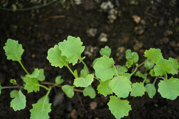 Cabbage seedlings growing in the garden bed.