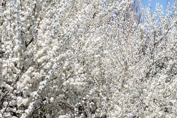 Cherry tree branches reaching toward a pastel blue sky, expressing calm and elegance.