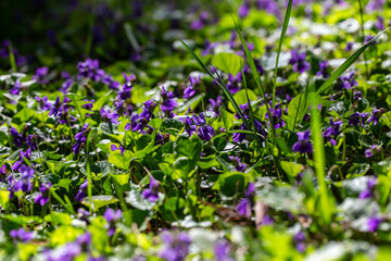 Delicate purple violet flowers blossom in early spring woods.