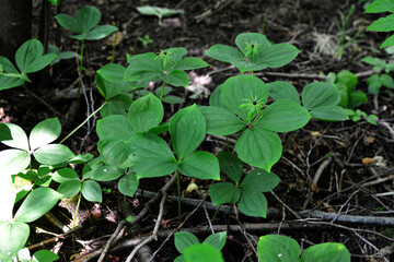 In spring, paris quadrifolia blooms in the forest