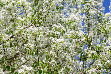 White cherry blossoms filling branches under spring sunlight.