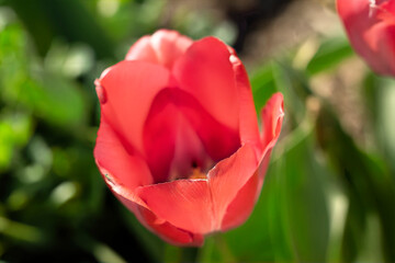 tulpe blume rot