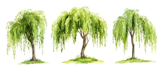 Watercolor painting of three weeping willow trees with lush green leaves isolated on transparent background