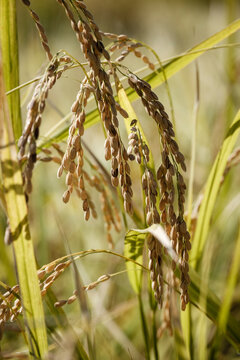 Yamadanishiki sake rice growing in field