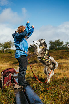 Malamute jumps excitedly toward woman on hiking trail