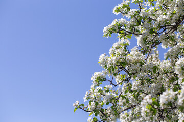 Bright apple tree flowers bloom, signaling the arrival of spring.