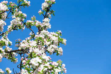 Close-up of apple blossoms in full bloom under a vivid blue sky, seasonal spring concept.