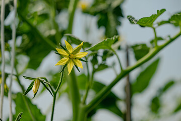 Obraz premium Close-up of a tomato plant with a vibrant yellow flower and buds, showcasing the growth and development of the plant in a greenhouse environment
