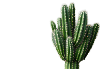 A green cactus on blackness