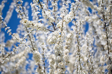 Flowering twigs floating in the calm blue atmosphere, highlighting seasonal transformation.