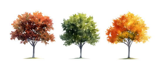 Watercolor painting of three trees with autumn, green, and yellow leaves isolated on transparent background