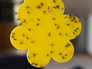 Close-Up of a Sticky Yellow Trap Covered With Insects