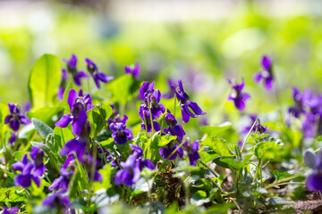 Spring flowers. Violet violets flowers bloom in the spring forest. Viola odorata.