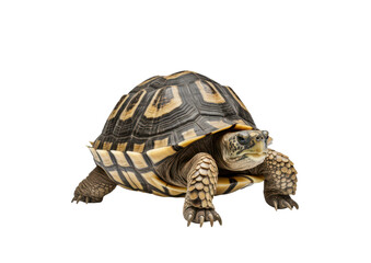 single walking land turtle isolated on white or transparent png