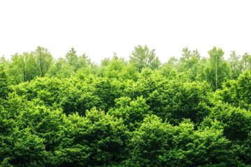 Obraz premium Lush green forest canopy