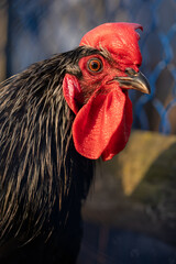 Close-up portrait capturing a black rooster with a striking, vibrant red comb and wattle, embodying...
