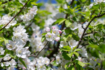 Apple tree branches covered in delicate white blossoms reach up toward the clear blue sky