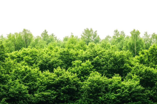 Lush green forest canopy - Powered by Adobe