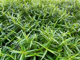 green grass background