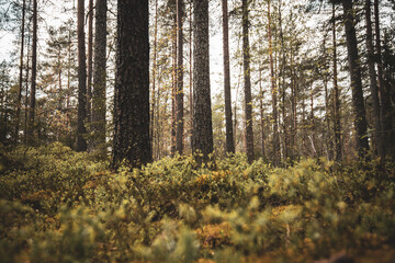 Obraz premium Serene Forest Landscape in Autumn with Tall Trees