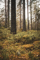 Serene Forest Landscape in Autumn with Tall Trees