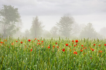 poppies in the field of rye. rural landscape on a mist morning in summer. silhouettes of trees in the distant fog. countryside scenery in mysterious atmosphere. outdoor adventure in farmland