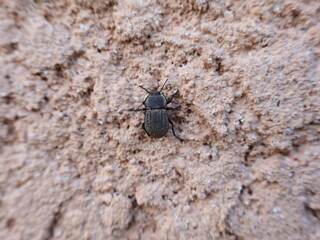 darkling beetle