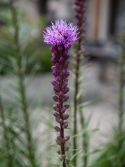 Solitary Tall Purple Liatris against a Blurred Green Background In Full Bloom