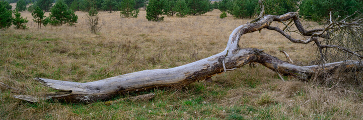 Europa, Deutschland, Mecklenburg-Vorpommern, Mecklenburgische Seenplatte, Müritz Nationalpark, Totholz, Baumstamm entrindet