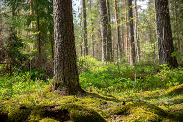 Fototapeta premium Tranquil Forest Scene with Sunlight Filtering Through Tall Trees